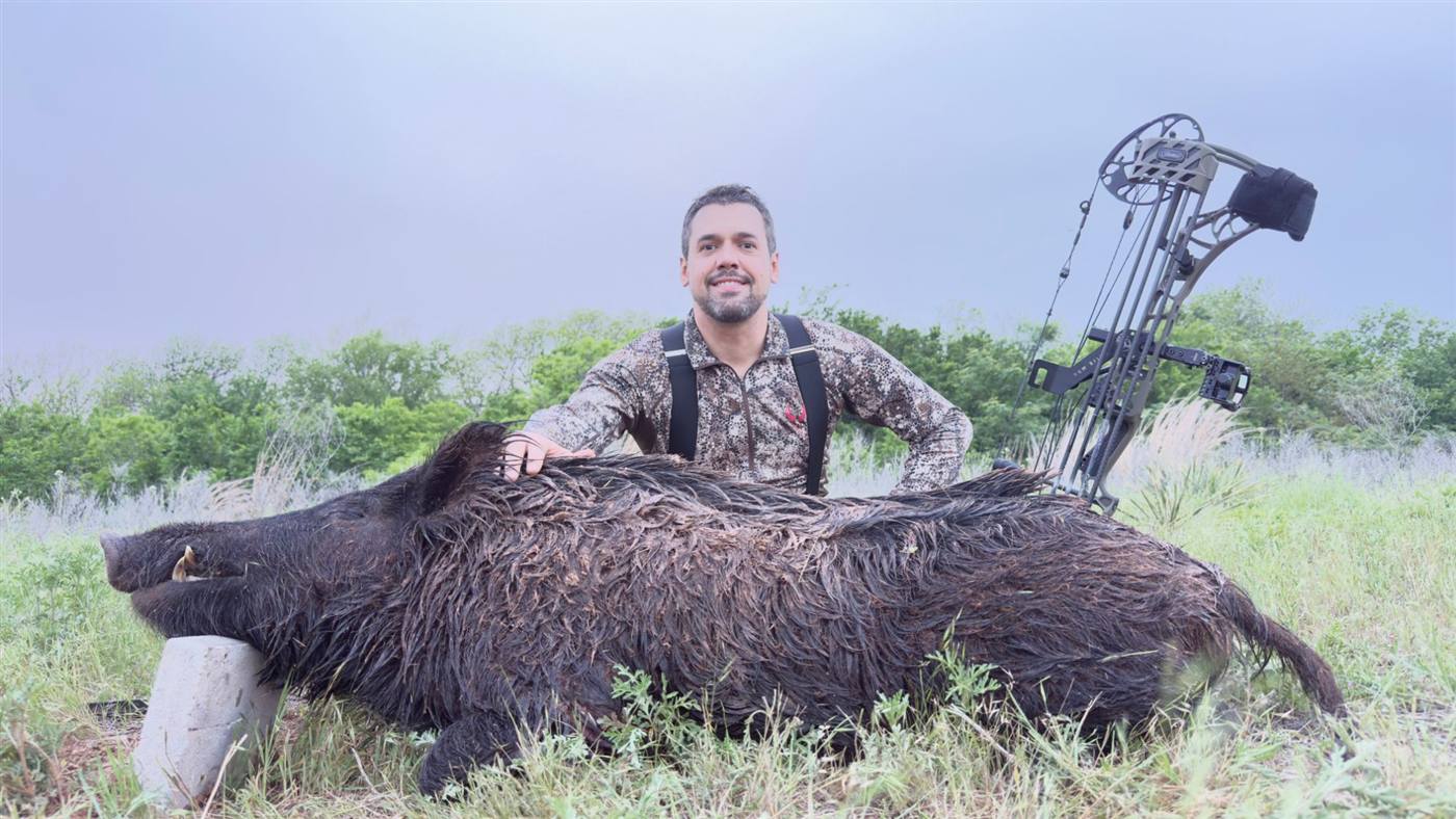 Wild boar taken with a bow