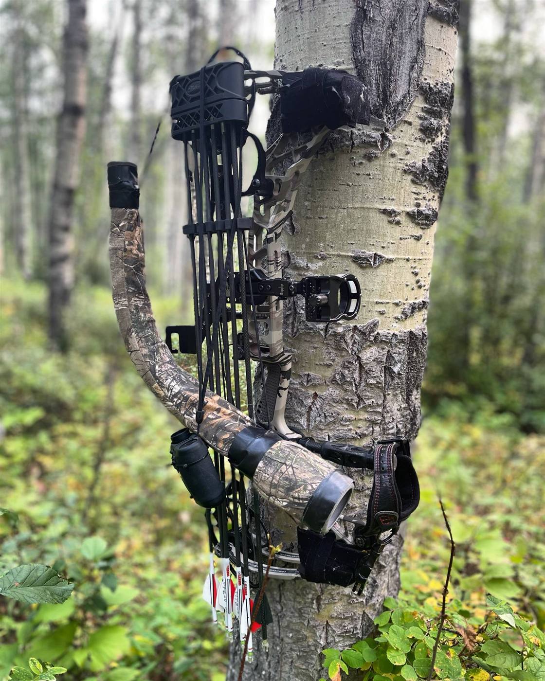 Compound bow hanging on an aspen tree