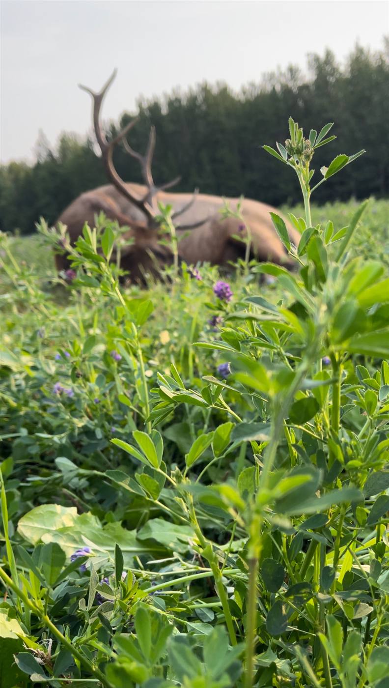 Bull elk down in an alfalfa field