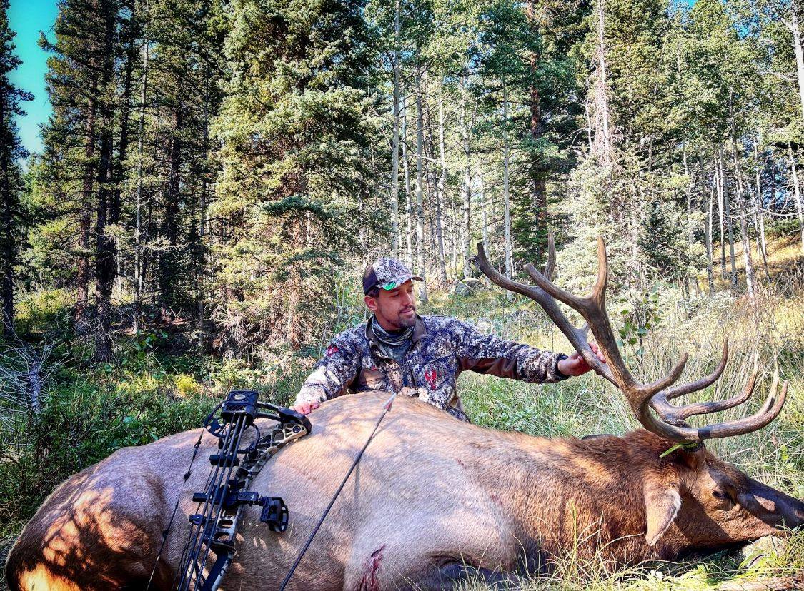 Bull elk taken with a bow in the forest