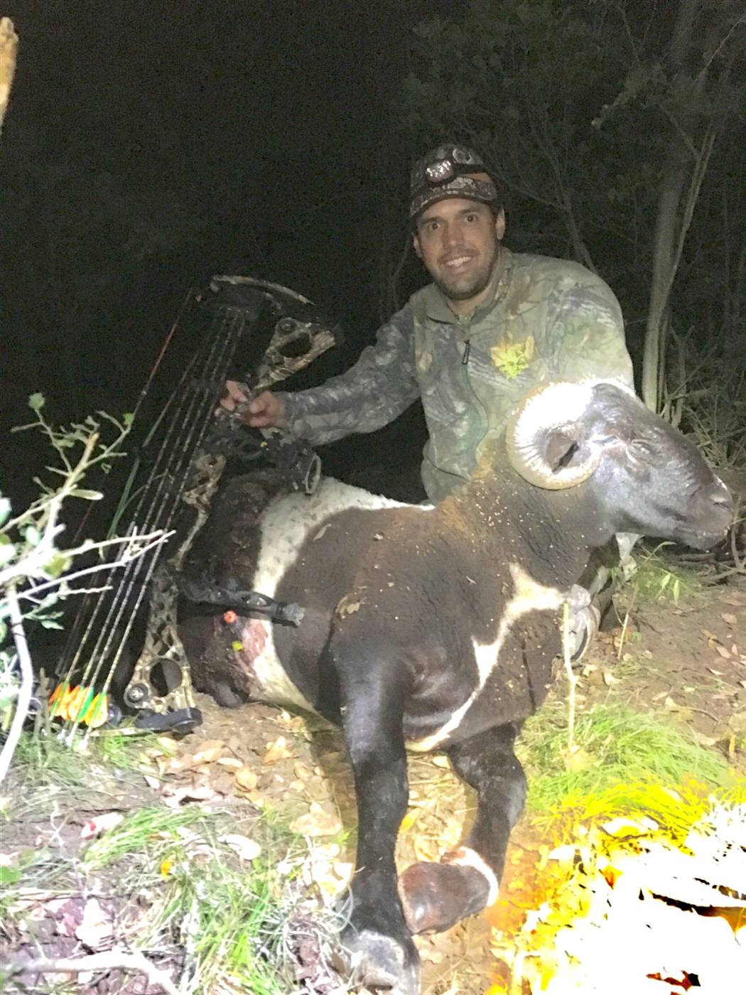 Ram taken with a bow at night